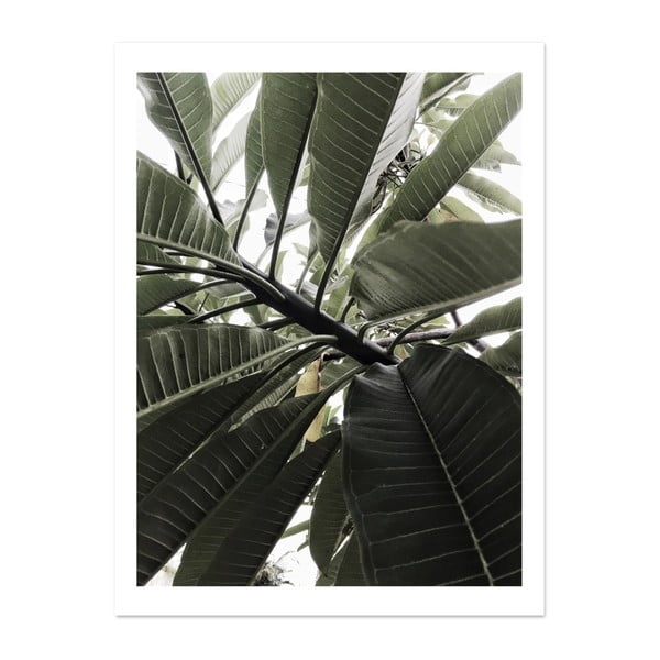 Plagát HF Living Botanic Greenery, 30 × 40 cm