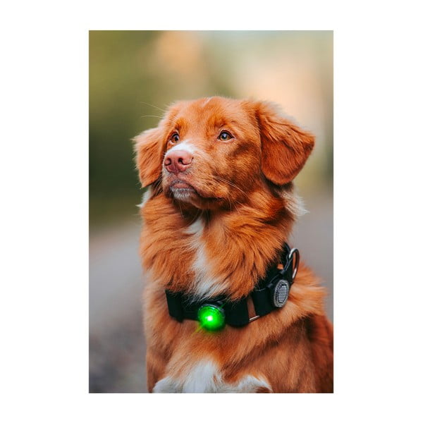 LED svetlo na obojok Green – Orbiloc-image-4