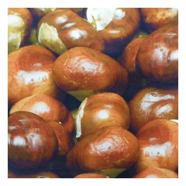 Vankúš Wood Chesnuts 50x50 cm-image-1