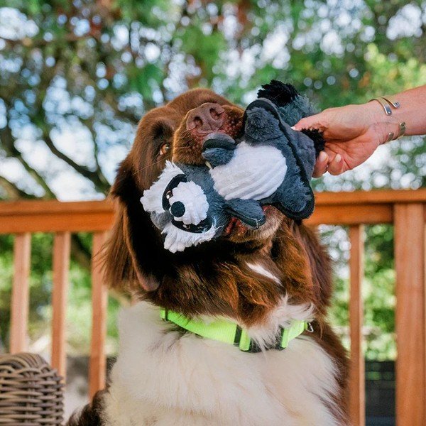 Hračka pre psa Medvedík čistotný – P.L.A.Y.-image-1