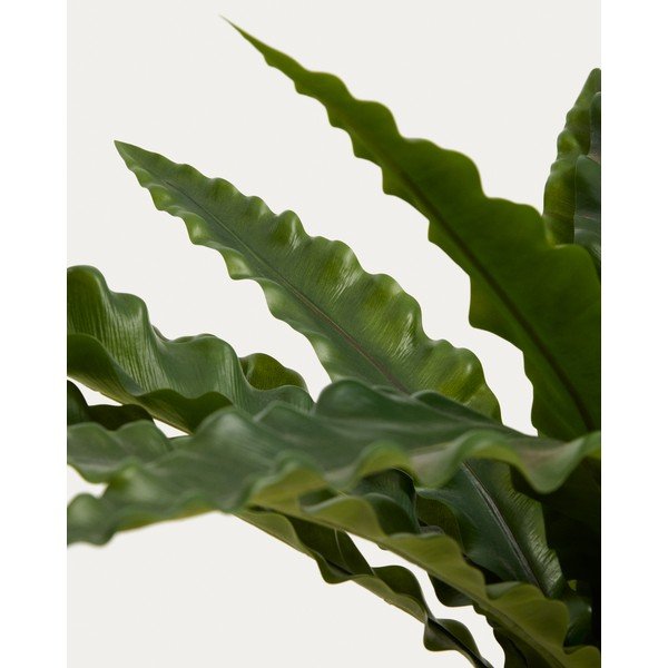 Umelý sukulent (výška  70 cm) Neottopteris – Kave Home-image-3