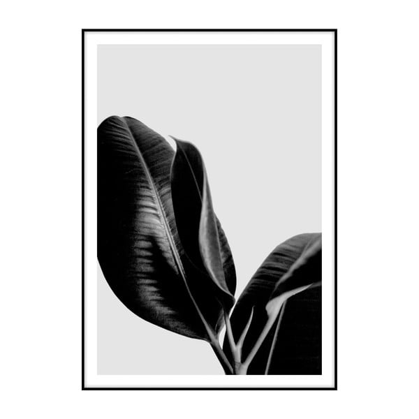 Plagát Imagioo Ficus, 40 × 30 cm