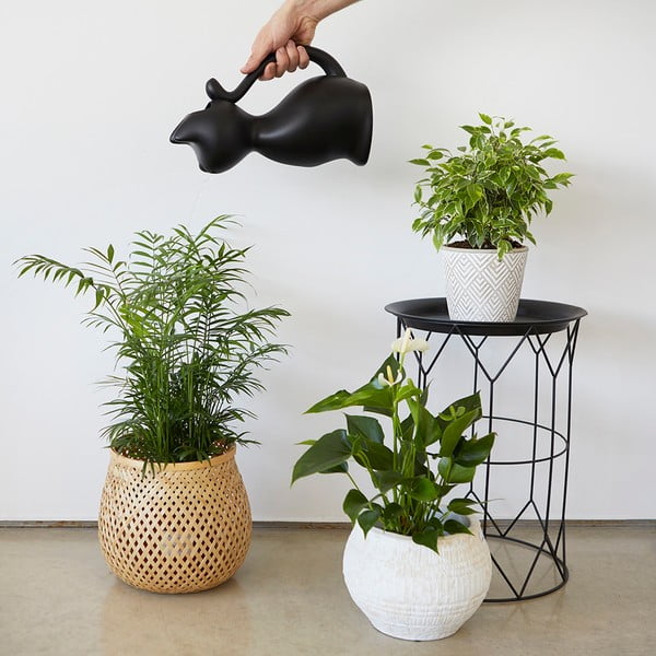 Plastová kanvička na zalievanie 2 l Meow – Balvi-image-2