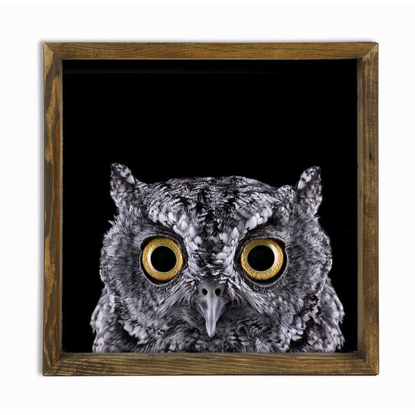 Nástenný obraz Owl, 34 × 34 cm