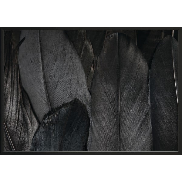 Plagát DecoKing Feathers Black, 50 x 40 cm