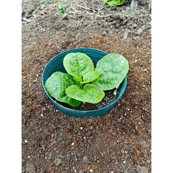 Zavlažovací kruh – Garden Pleasure-image-1