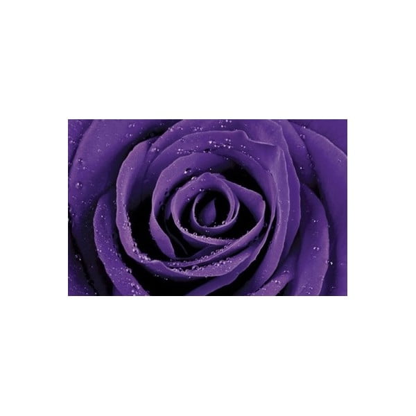 Fotoobraz Violet Rose, 51x81 cm