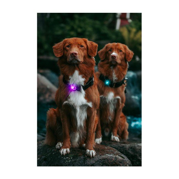 LED svetlo na obojok Purple – Orbiloc-image-3