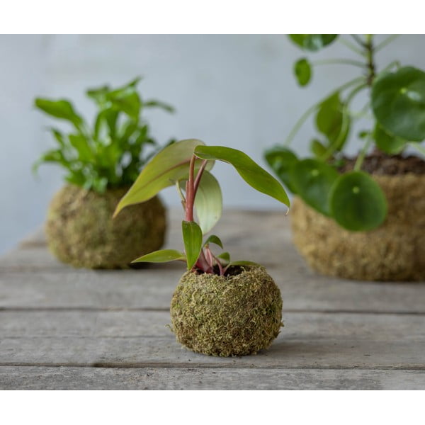 Kvetináč ø 9 cm Kokedama – Esschert Design-image-2