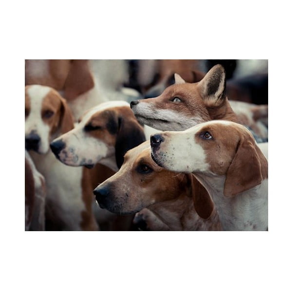 Predložka Foxhounds 75x50 cm