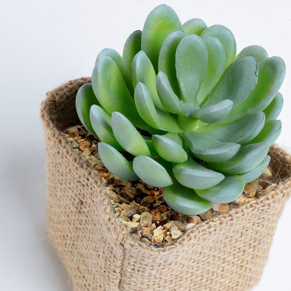 Umelý sukulent Kave Home Pachyphytum-image-1