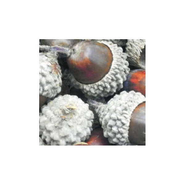 Predložka Acorn 75x50 cm-image-1