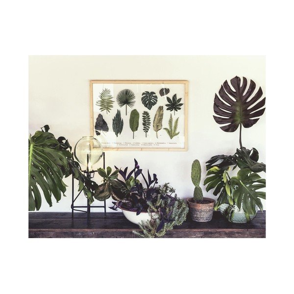 Obraz Surdic Leafes Guide, 50 × 70 cm-image-1
