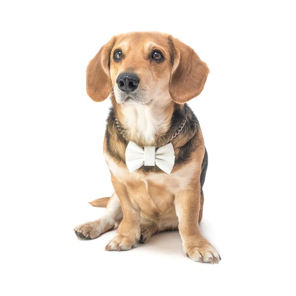 biely charitatívny psí motýlik Funky Dog Bow Ties, veľ. L-image-2