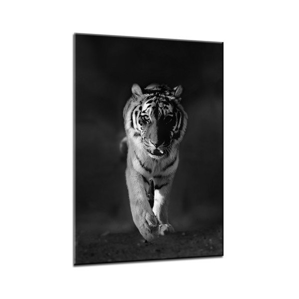Obraz Styler Glasspik Animals Tiger, 70 × 100 cm