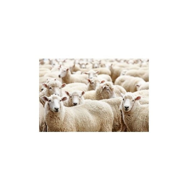 Prestieranie Sheep 40x30 cm
