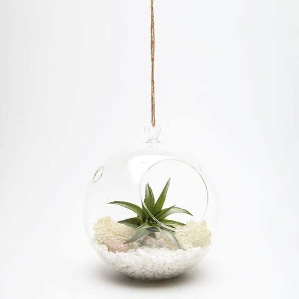 Terárium s rastlinami Globe