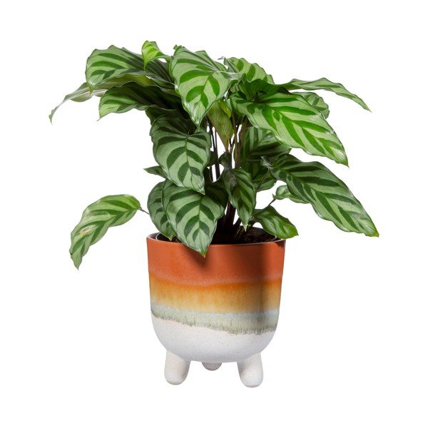 Kvetináč v terakotovej farbe Sass & Belle Bohemian Home Mojave, ø 11,7 cm-image-2