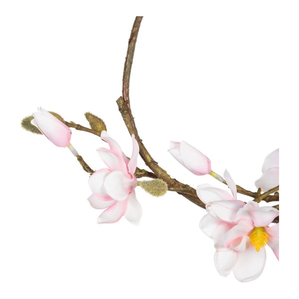 Veniec Magnolia – Ixia-image-2