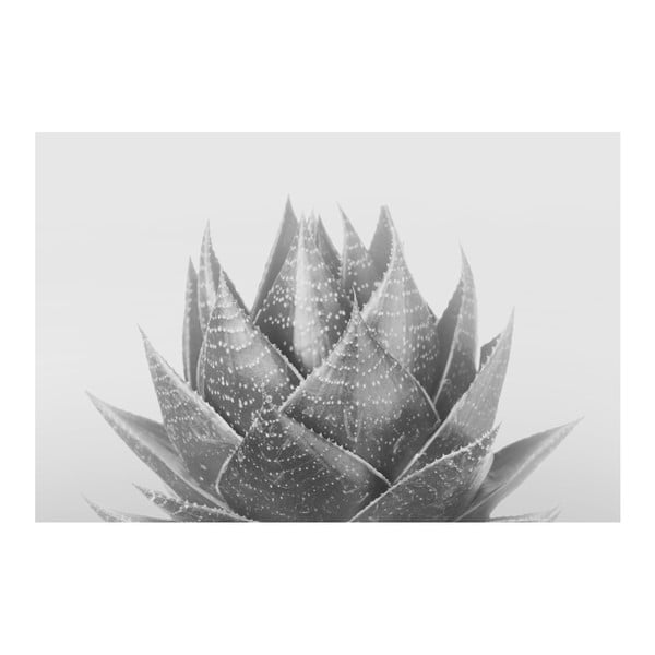 Obraz na plátne Marmont Hill Aloe Noir, 61 × 41 cm