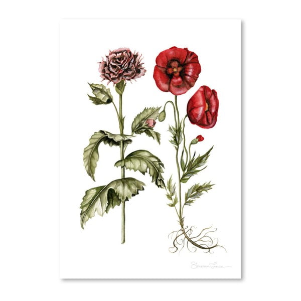 Plagát Carnation And Poppies by Shealeen Louise, 30 x 42 cm
