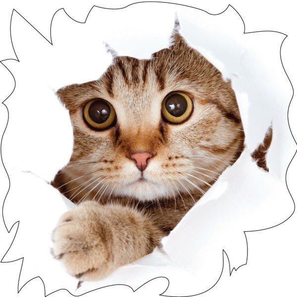 Samolepka Cat Wall-image-2