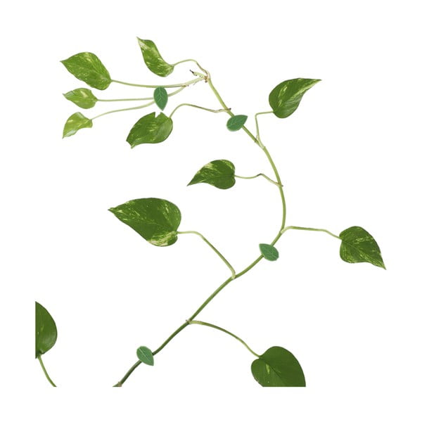 Podpora rastlín 10 ks z recyklovaného plastu (výška  3 cm) – Esschert Design-image-2