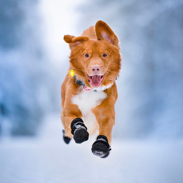 LED svetlo na obojok Yellow – Orbiloc-image-1