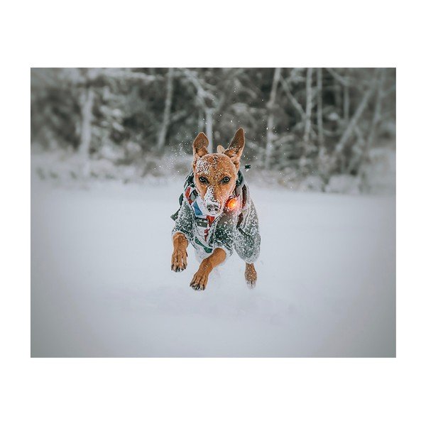 LED svetlo na obojok Yellow – Orbiloc-image-4