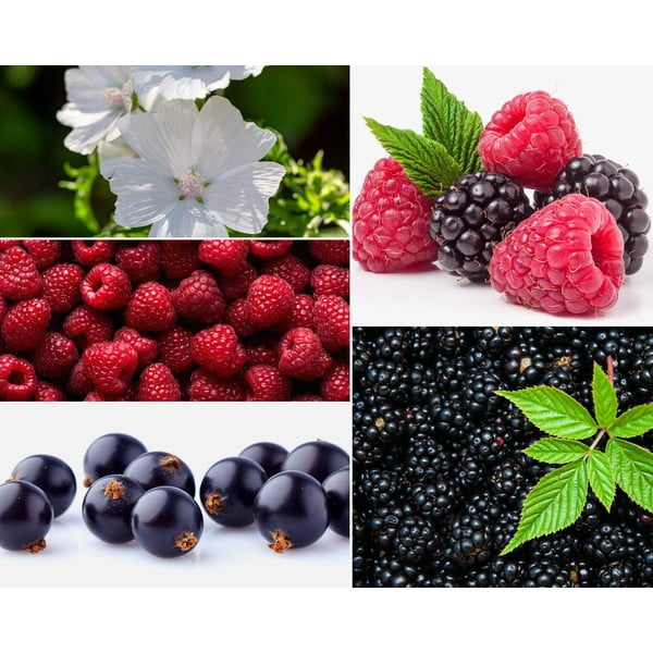 Interiérový parfém Privé Home Mûre - Musc, 50 ml-image-1