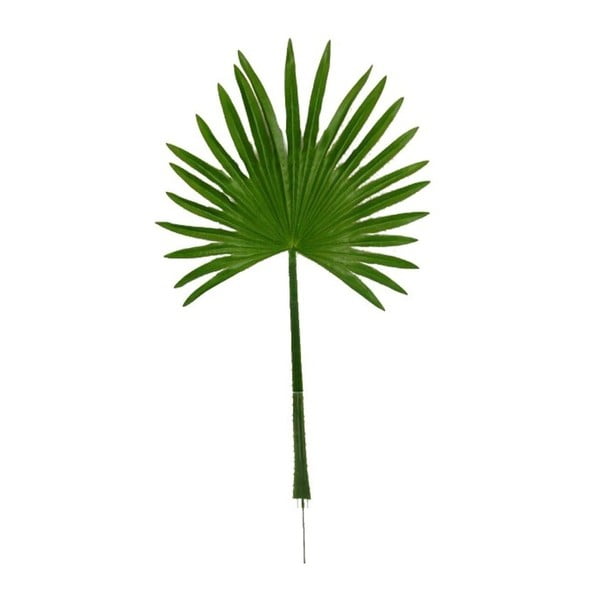 Dekoratívny list Boltze Palm