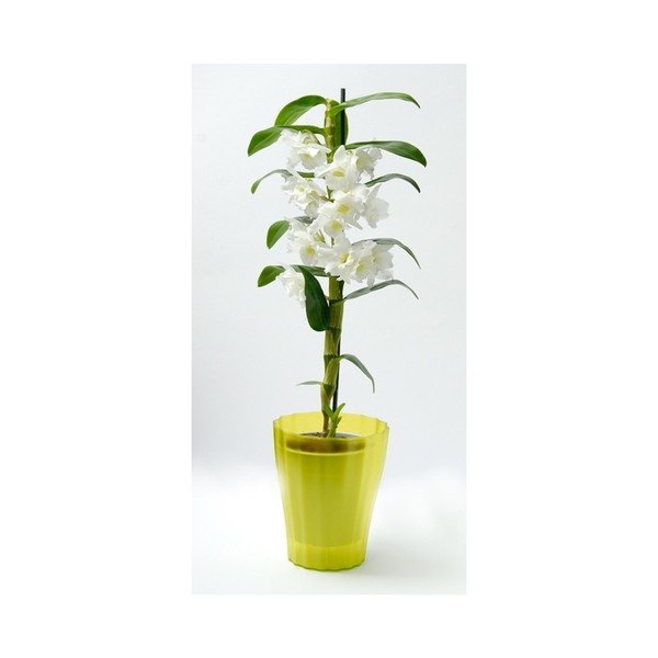 Zelený kvetináč Plastia Trasluscent Ola, ø 13,4 cm-image-1