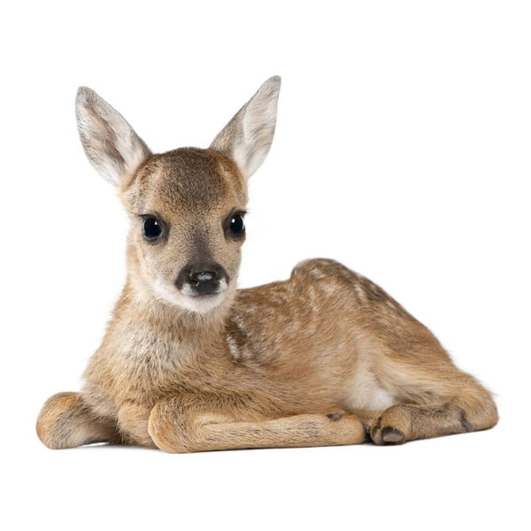 Nástenná samolepka Dekornik Deer Lucy, 67 x 55 cm