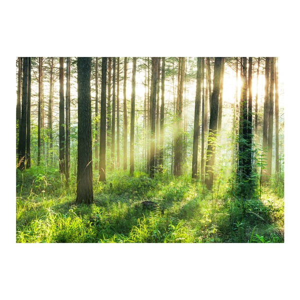 Veľkoformátová tapeta  Svetlo v lese, 366x254 cm