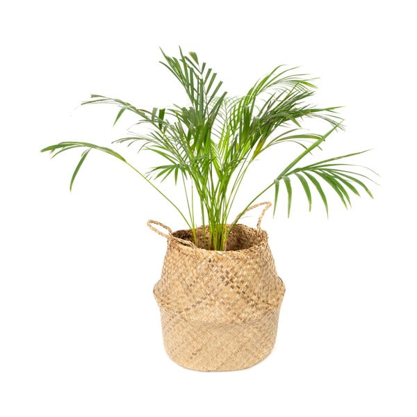 Svetlý úložný košík z morskej trávy Compactor, ⌀ 36 cm-image-4