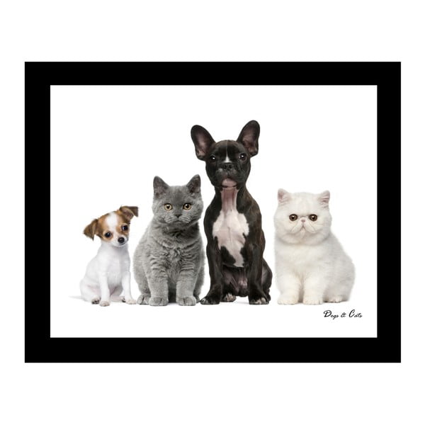 Obraz na plátne 8mood Cats and Dogs, 50 x 40 cm