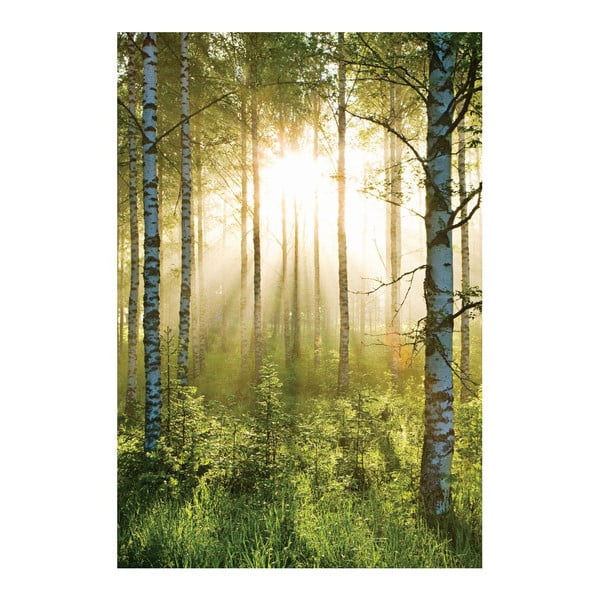  Veľkoformátová tapeta Presvetlený les, 158x232 cm