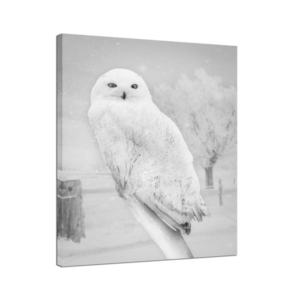 Obraz Styler Canvas Nordic Owl, 75 × 100 cm
