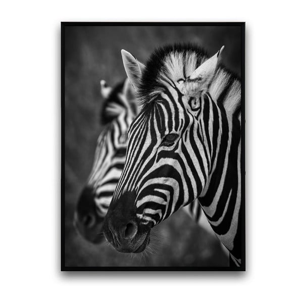 Plagát v drevenom ráme Zebra