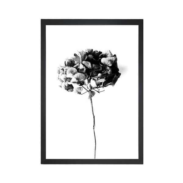 Plagát 24x29 cm Velvet Flower - Tablo Center