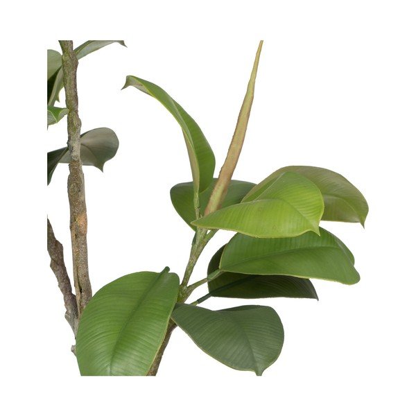 Umelá rastlina (výška 116 cm) Oak Tree – Ixia-image-1