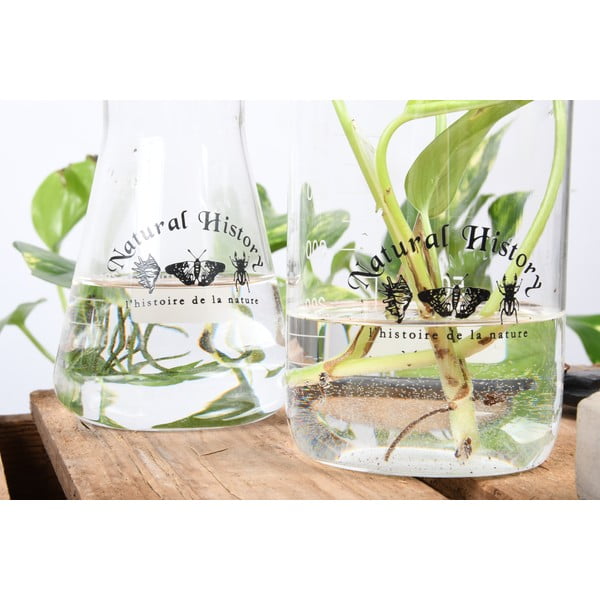 Sklenená váza (výška 12 cm) Natural History – Esschert Design-image-3