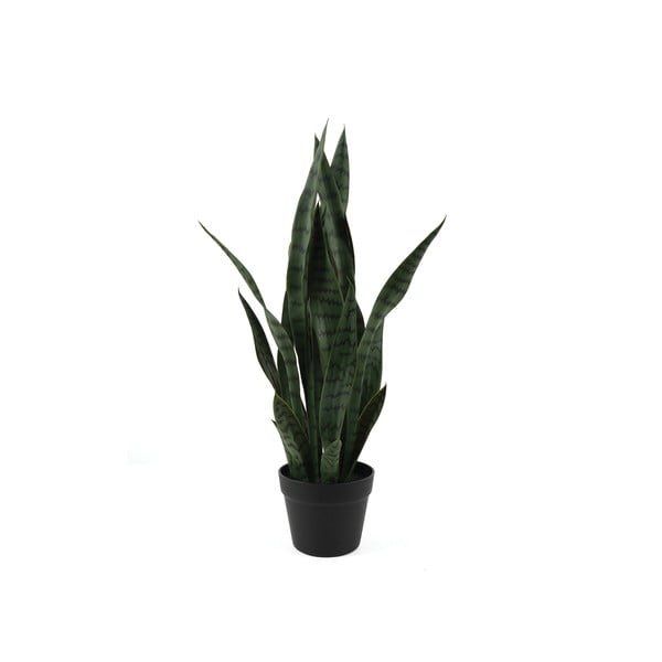 Sušená rastlina (výška 66 cm) Sansevieria – PT LIVING