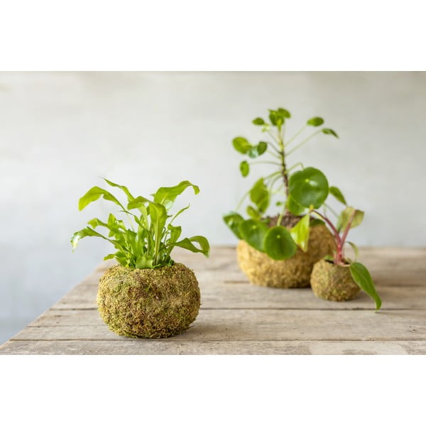 Kvetináč ø 14,5 cm Kokedama – Esschert Design-image-2