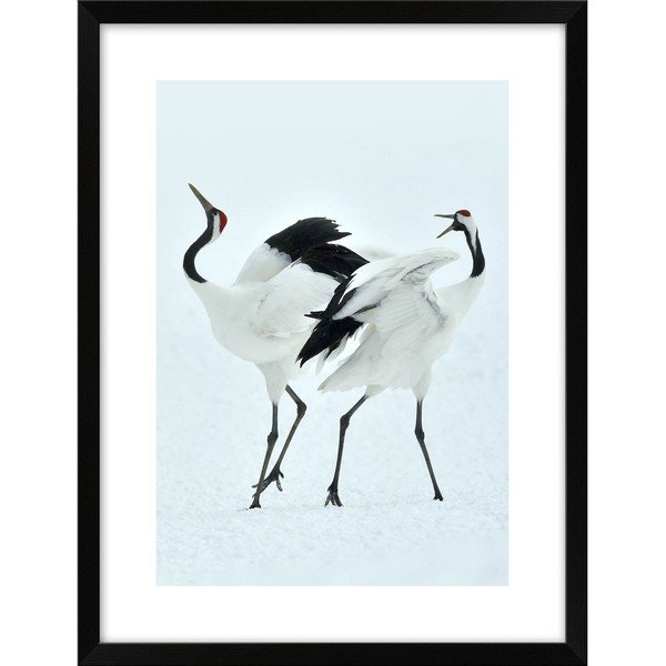 Plagát 30x40 cm Dancing Herons