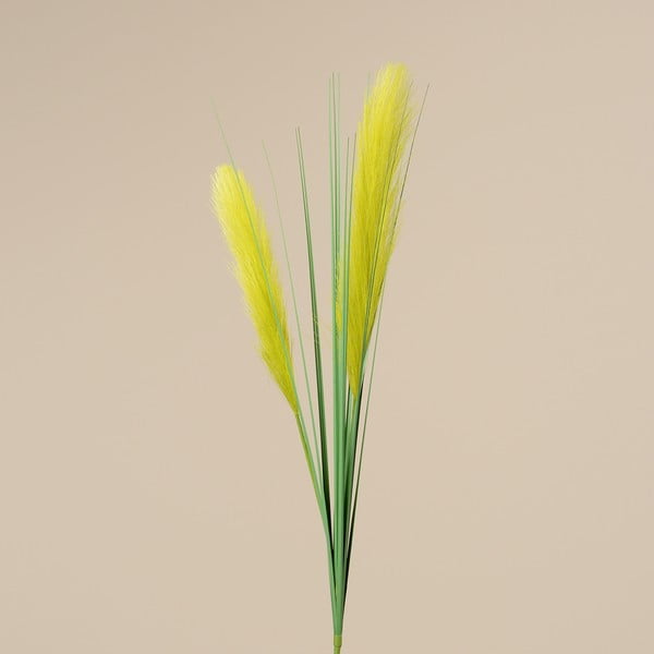 Dekoratívna kvetina Boltze Grass