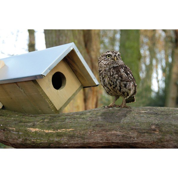Drevená búdka pre sovu – Esschert Design-image-1