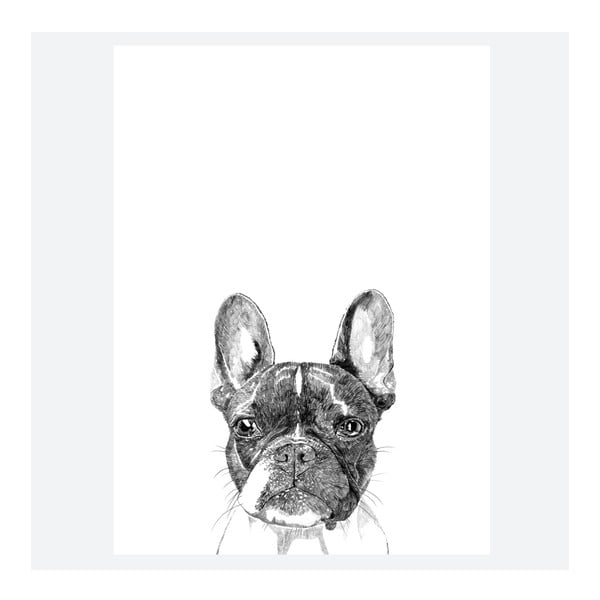 Plagát Murphy The Boston Terrier, 30x40 cm