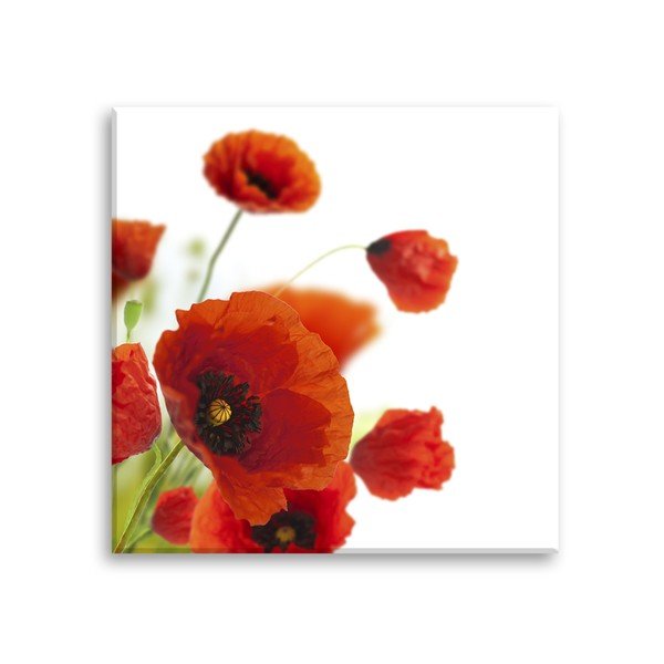 Obraz Styler Glas Maki Poppies, 30 × 30 cm