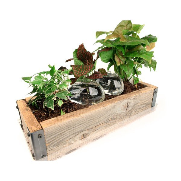 Sada 2 zavlažovačov Kikkerland Water From a Stone, 207 ml-image-2